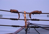 Dünyadan günün fotoğrafları