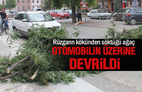 Şiddetli rüzgar ağacı kökünden söktü