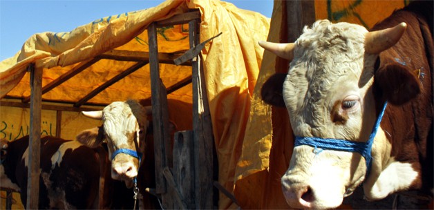 Türkiye Kırmızı Et Üreticileri Merkez Birliği &quot;Kurbanlık&quot; fiyatlarını