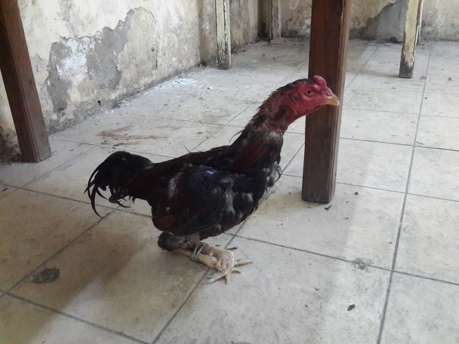 Adana'da "Bahisli Horoz Dövüştürme" İddiası