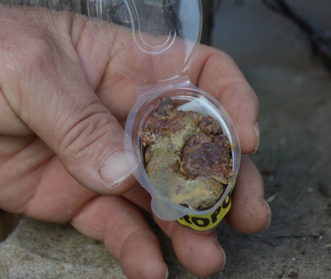 Doğal Antibiyotik: Propolis