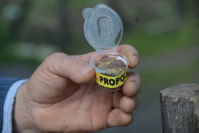 Doğal Antibiyotik: Propolis