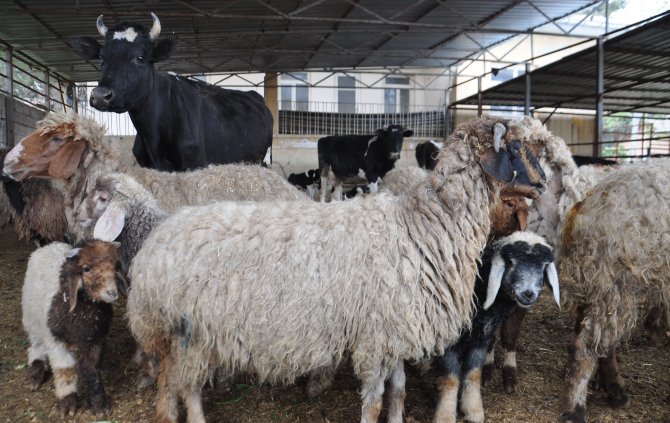 Kilis'te Hayvan Kaçakçılığı