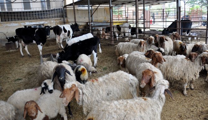 Kilis'te Hayvan Kaçakçılığı