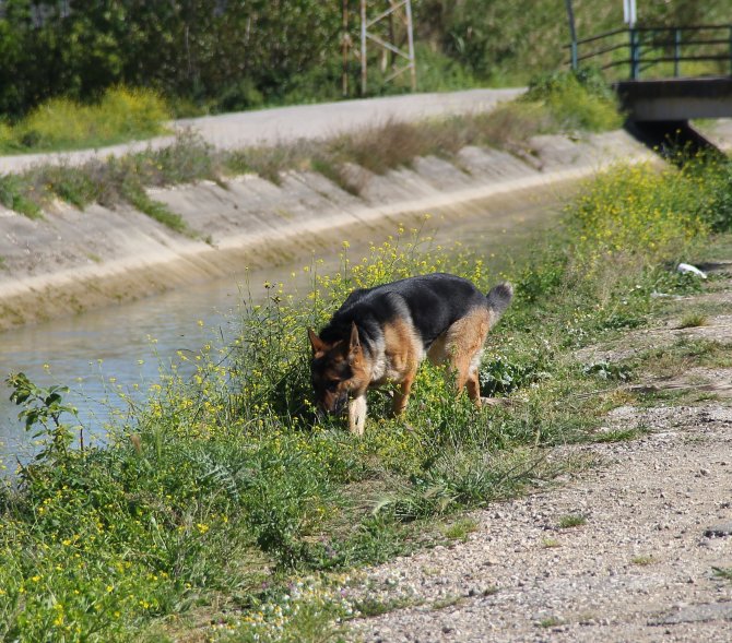 Adana'da Kaybolan Çocuk