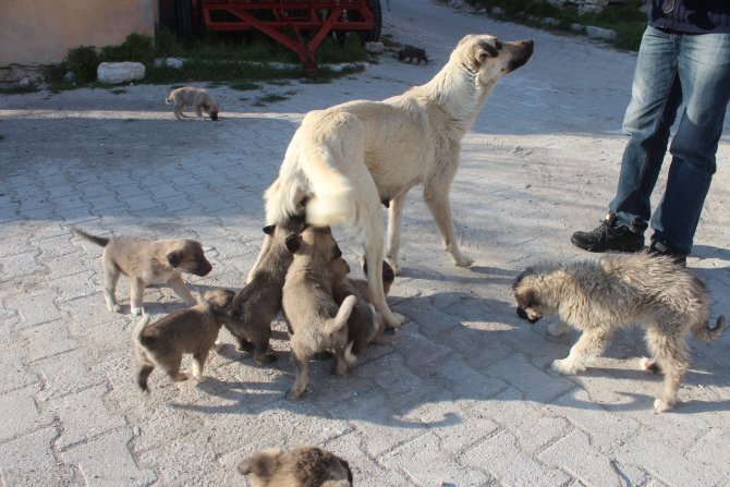 Gözleri Görmeyen Köpek, 20'den Fazla Yavruya Annelik Yapıyor