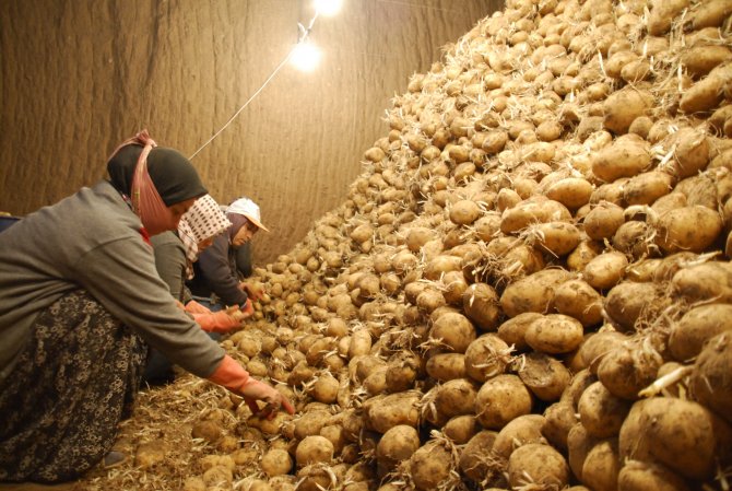 Patates Fiyatlarındaki Artış
