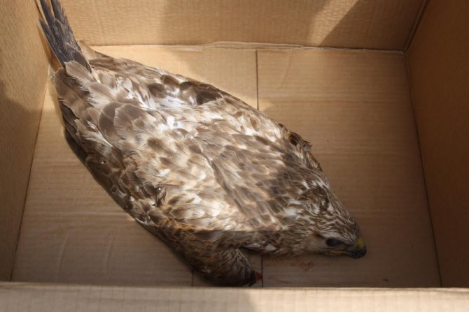 Yaralı Kızıl Şahin Tedavi Ediliyor