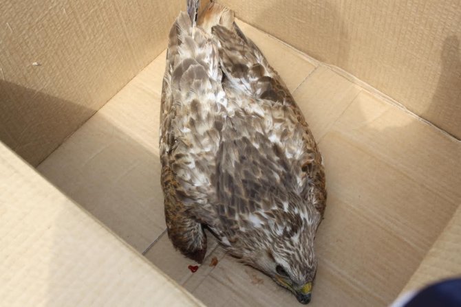 Yaralı Kızıl Şahin Tedavi Ediliyor