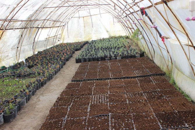 Erozyonla Mücadelede Kendi Bitkilerini Üretiyorlar