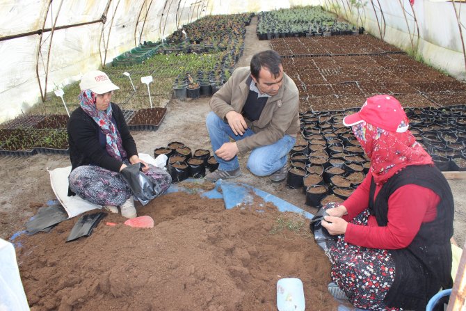 Erozyonla Mücadelede Kendi Bitkilerini Üretiyorlar