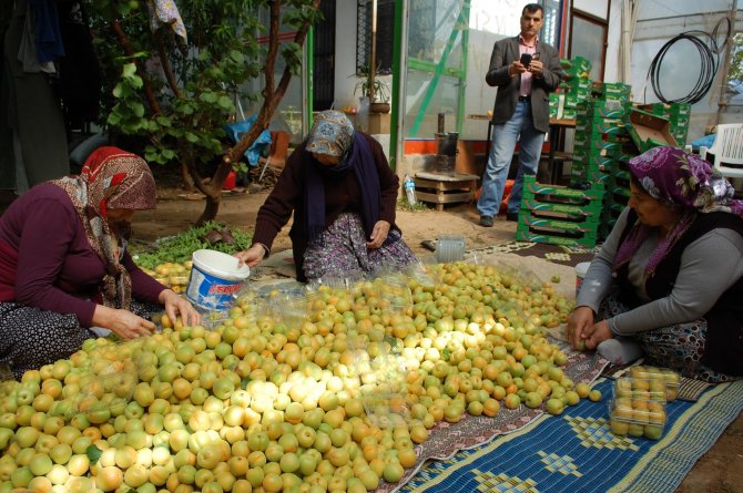 Mersin'de Örtü Altı Kayısı Hasadı Başladı