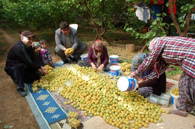 Mersin'de Örtü Altı Kayısı Hasadı Başladı