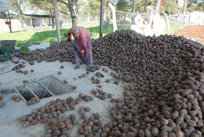 Aydın'da Çam Fıstığı Bereketi