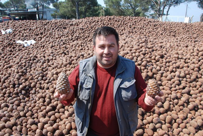 Aydın'da Çam Fıstığı Bereketi