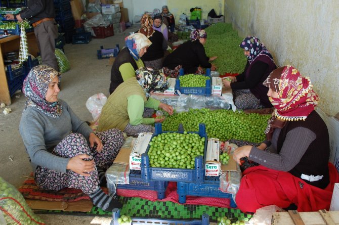 Mersin'de Eriğin Kilogramı 8 Liraya Kadar Düştü