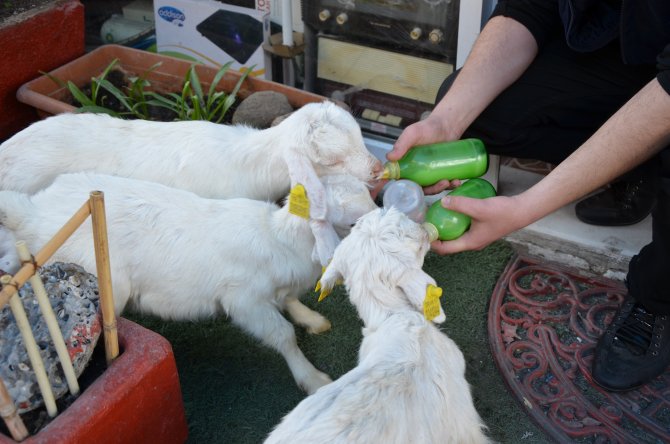 Oğlağı İşyerinde Biberonla Besliyor