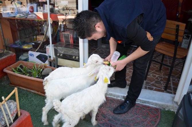 Oğlağı İşyerinde Biberonla Besliyor