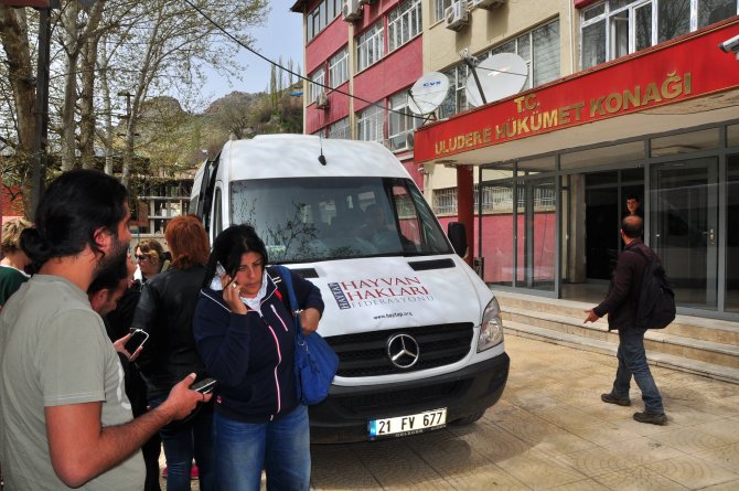 Uludere'de Katırların Vurulduğu İddiası