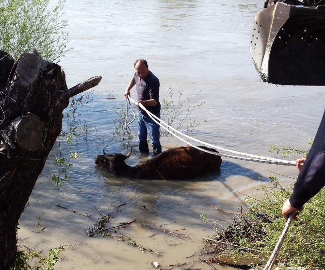 Çamura Saplanan İneği İtfaiye Ekipleri Kurtardı
