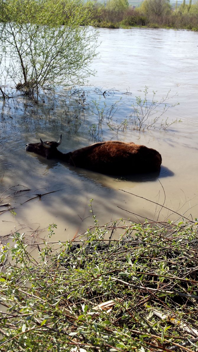 Çamura Saplanan İneği İtfaiye Ekipleri Kurtardı