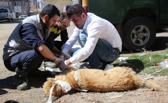 Köpeğin Kırılan Bacakları Alçıya Alındı