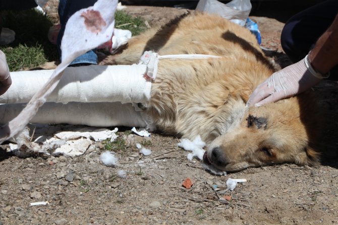 Köpeğin Kırılan Bacakları Alçıya Alındı