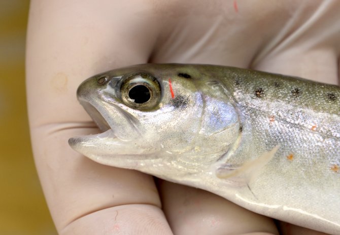 "Tatlı Suların Kralları" Yuvalarına Dönüyor