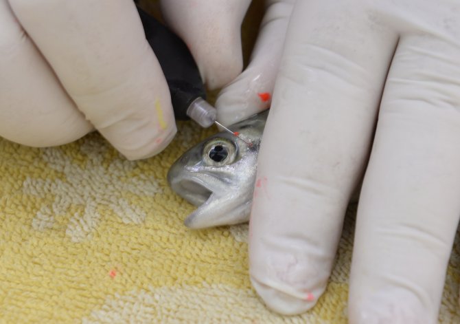 "Tatlı Suların Kralları" Yuvalarına Dönüyor