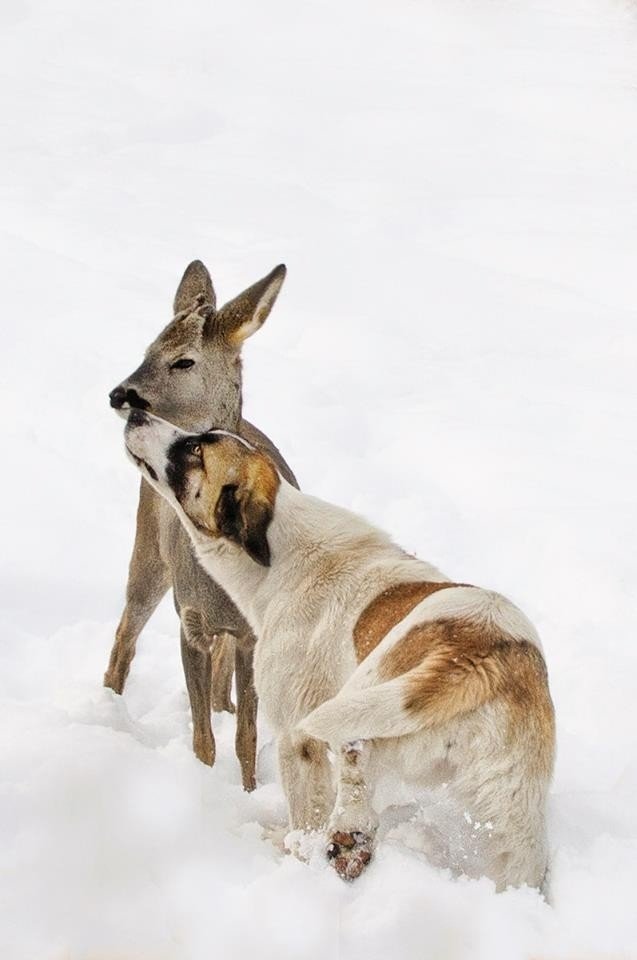 Büyüttüğü Karacayı Geri İstiyor