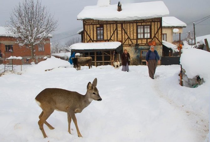 Büyüttüğü Karacayı Geri İstiyor