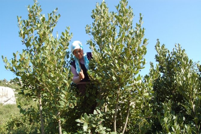 Defne Köylünün "Define"si Oldu