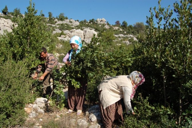 Defne Köylünün "Define"si Oldu