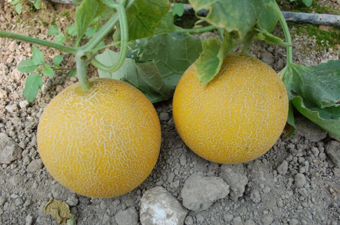 Erkenci Kavun, Kilosu 3,5 Liradan Satılıyor