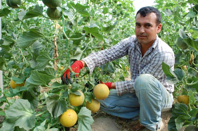 Erkenci Kavun, Kilosu 3,5 Liradan Satılıyor