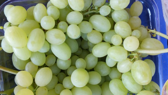 Örtü Altı Üzüm Üreticinin Yüzünü Güldürdü