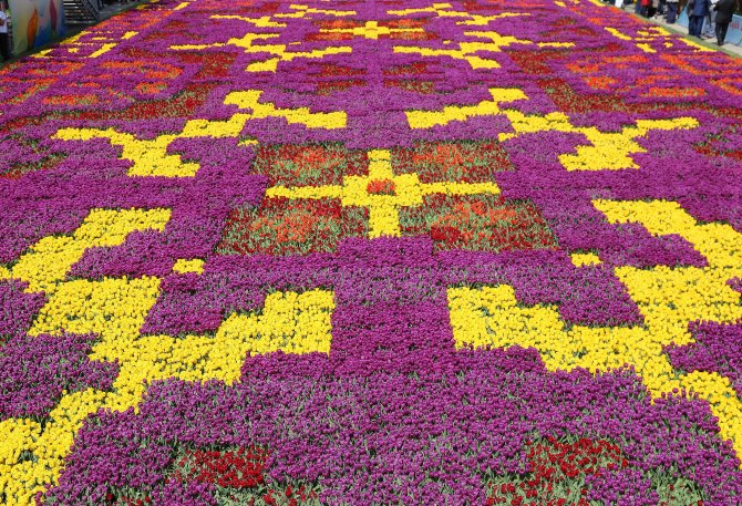 Sultanahmet Meydanı'na 545 Bin Laleden Halı Motifi