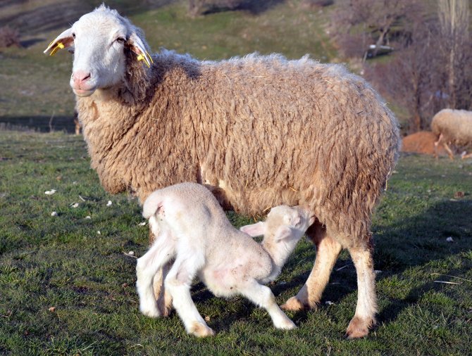 Mihalıççık'taki 3 Bacaklı Kuzu Şaşırttı