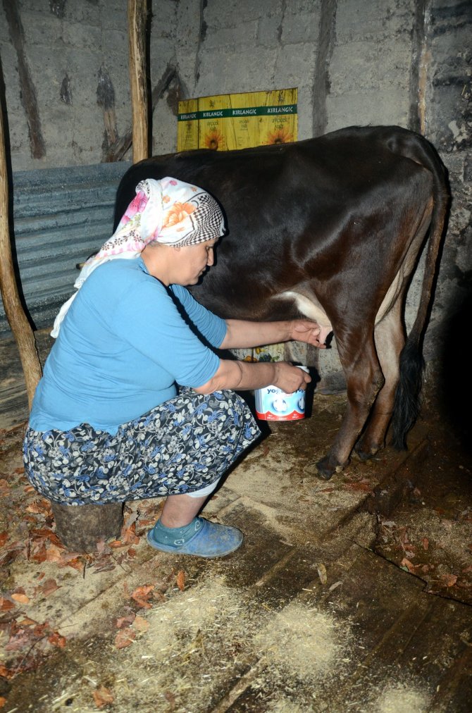 Ödünç Aldığı İneğin Sütünü Satarak Ailesine Bakıyor