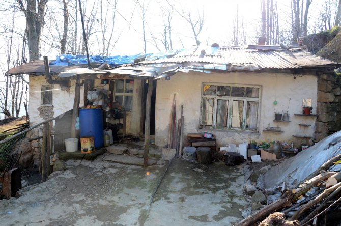 Ödünç Aldığı İneğin Sütünü Satarak Ailesine Bakıyor