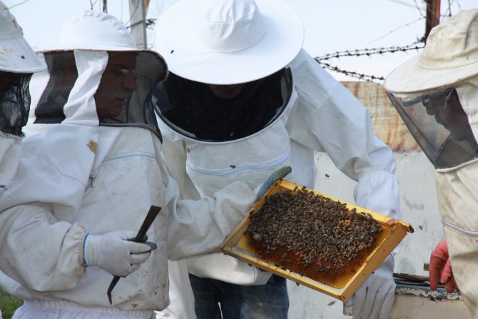 Çubuk’ta Arıcılara Uygulamalı Eğitim Veriliyor