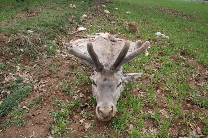 Koruma Altındaki 4 Kızıl Geyik Telef Edildi
