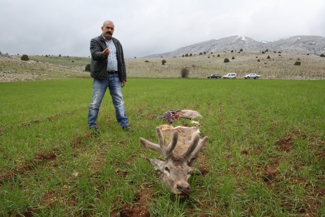 Koruma Altındaki 4 Kızıl Geyik Telef Edildi