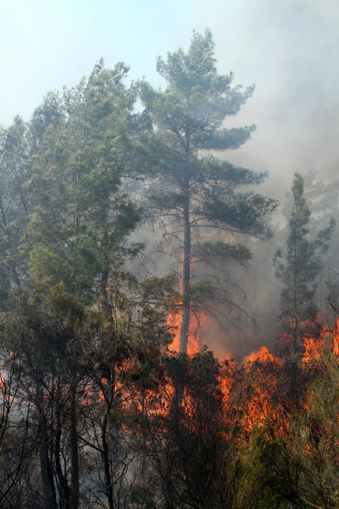 Muğla'da Orman Yangını
