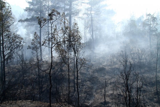 Muğla'daki Orman Yangını