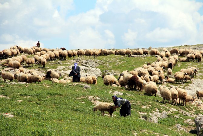 Yağışlar, Besicilerin Yüzünü Güldürdü