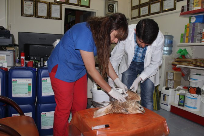 Yaralı Bulunan Kızıl Şahin, Tedavi Altına Alındı
