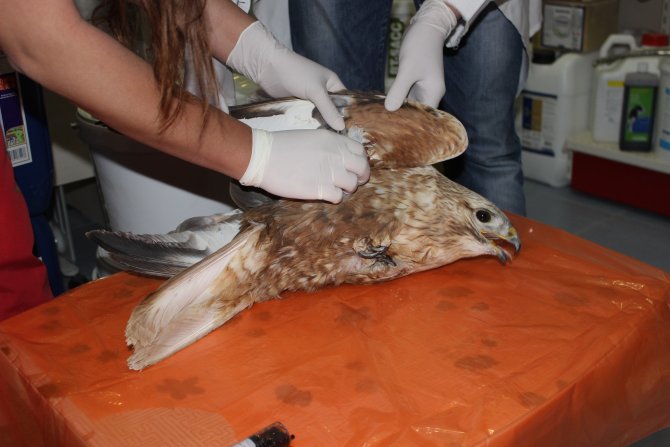 Yaralı Bulunan Kızıl Şahin, Tedavi Altına Alındı