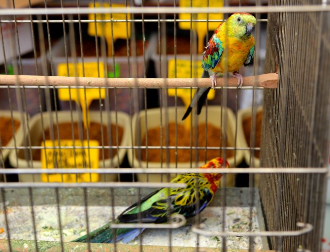 Eminönü'nde Kaçak Papağan Operasyonu