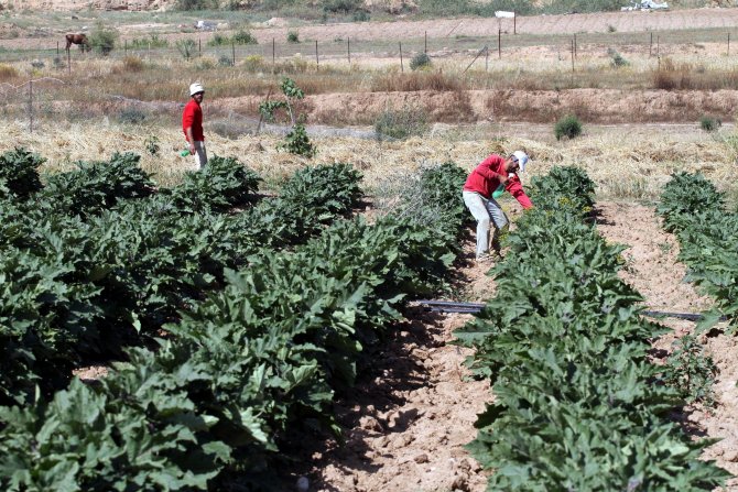İsrail'den Gazze Tarımına Biyolojik Saldırı